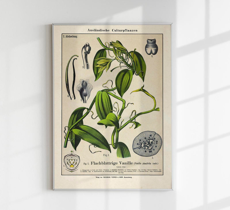 Vanilla Plant Poster Fine Art Print UV-Resistant Botanische Illustration — Patroa Studio