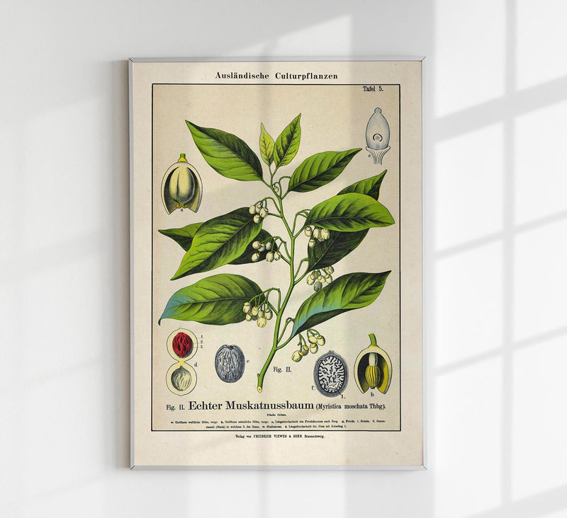 Nutmeg Plant Poster – Botanical Illustration | Fine Art Print | Vintage Style — Patroa Studio