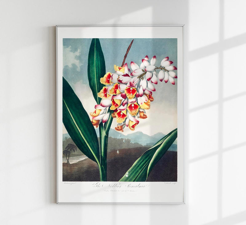 The Nodding Renealmia Fine Art Botanischer Druck – Japanische Archivtinten — Patroa Studio
