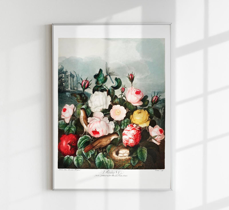 Roses from The Temple of Flora – Fine Art Paper & Canvas Kunstdruck — Patroa Studio