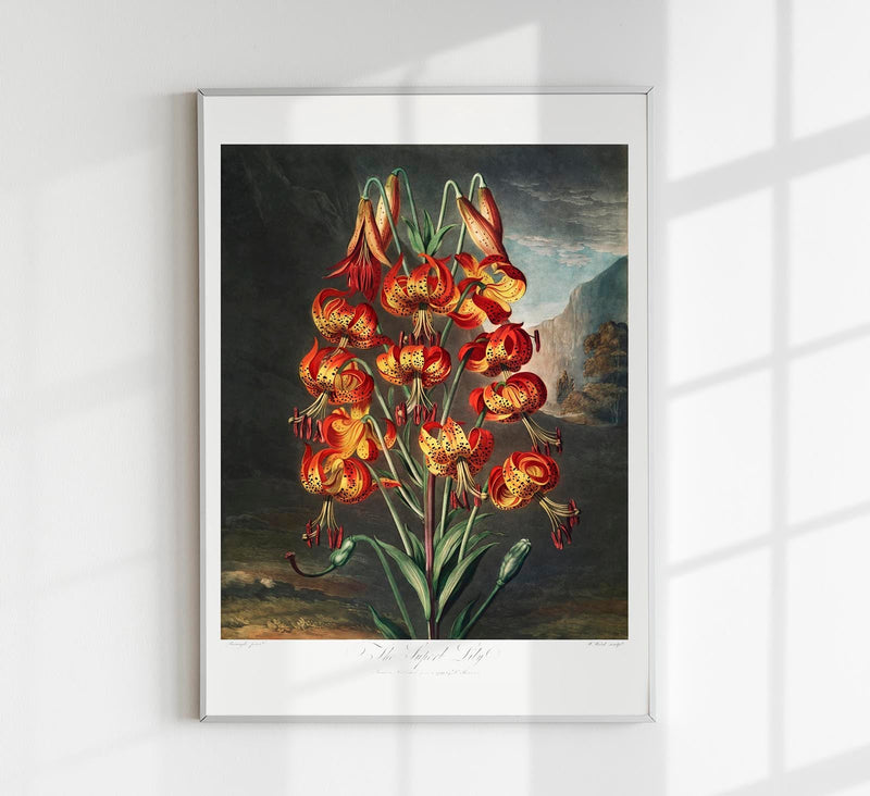 The Superb Lily – Botanischer Fine Art Print UV-beständig | Patroa Studio — Patroa Studio