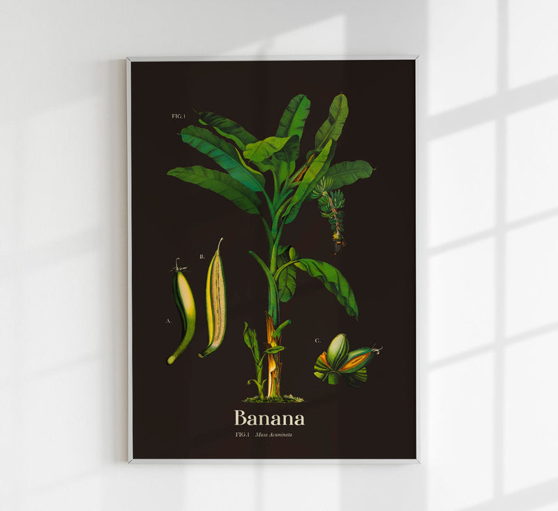Banana Botanical Poster – Fine Art Print Vintage Botanical UV Print — Patroa Studio