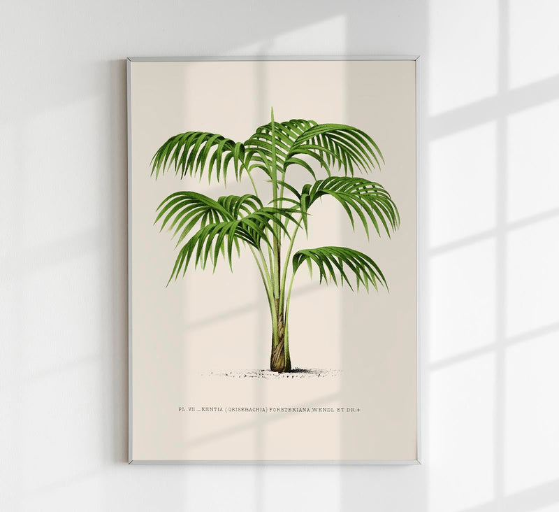 Kentia Poster – Fine Art Print UV-beständig Minimalistische Tropenruhe — Patroa Studio