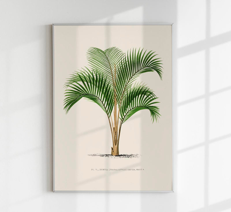 Kentia Sapida Poster – Fine Art Print UV-resistant in 6 Sizes — Patroa Studio