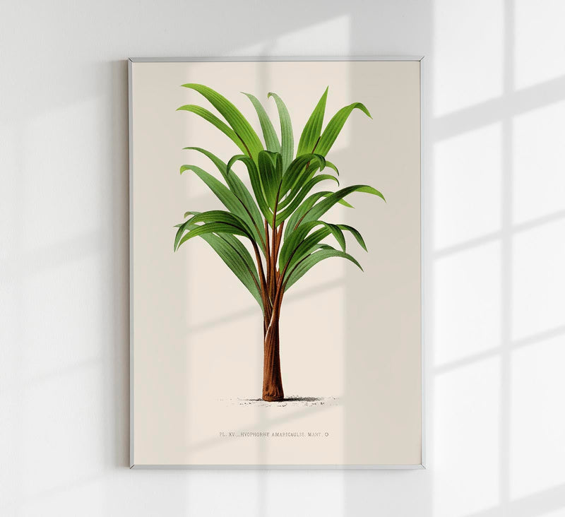 Hyphorbe Amaricaulis Poster – Fine Art Print UV-beständig — Patroa Studio