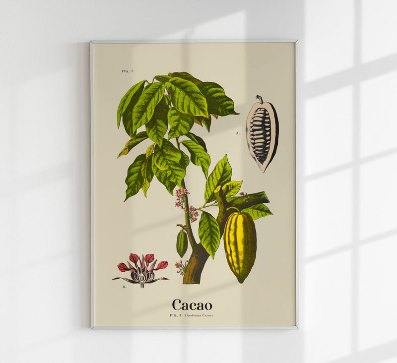 Cacao Botanical Light Poster – Botanischer Druck Fine Art Canvas — Patroa Studio