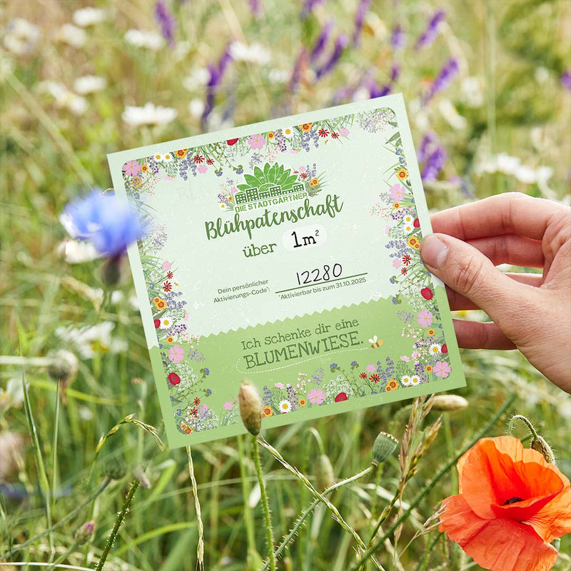 Blühpatenschaft für 1 m² Blumenwiese – Insektenlebensraum & Artenvielfalt — Die Stadtgärtner
