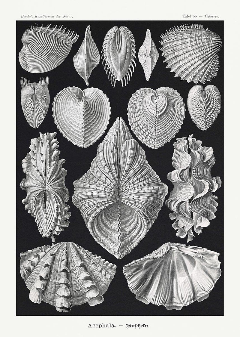 Acephala – Ernst Haeckel | Scientific Art | Fine Art Poster — Patroa Studio