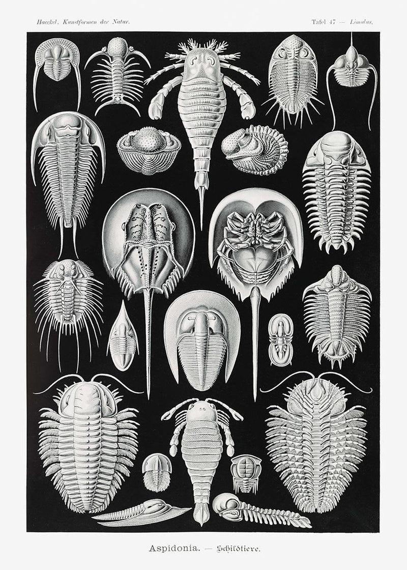 Aspidonia by Ernst Haeckel Poster – Scientific Illustration — Patroa Studio