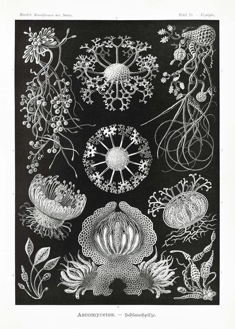 Ascomycetes by Ernst Haeckel Poster – Scientific Illustration — Patroa Studio