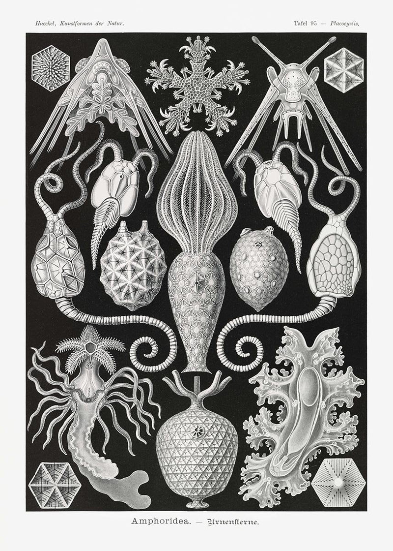 Amphoridea – Ernst Haeckel Scientific Art Poster Fine Art Print Canvas — Patroa Studio