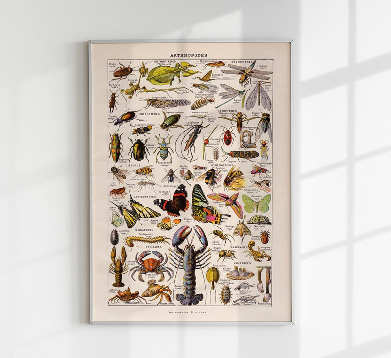 Arthropodes Chart Larousse Poster - Scientific Insect Wall Chart — Patroa Studio