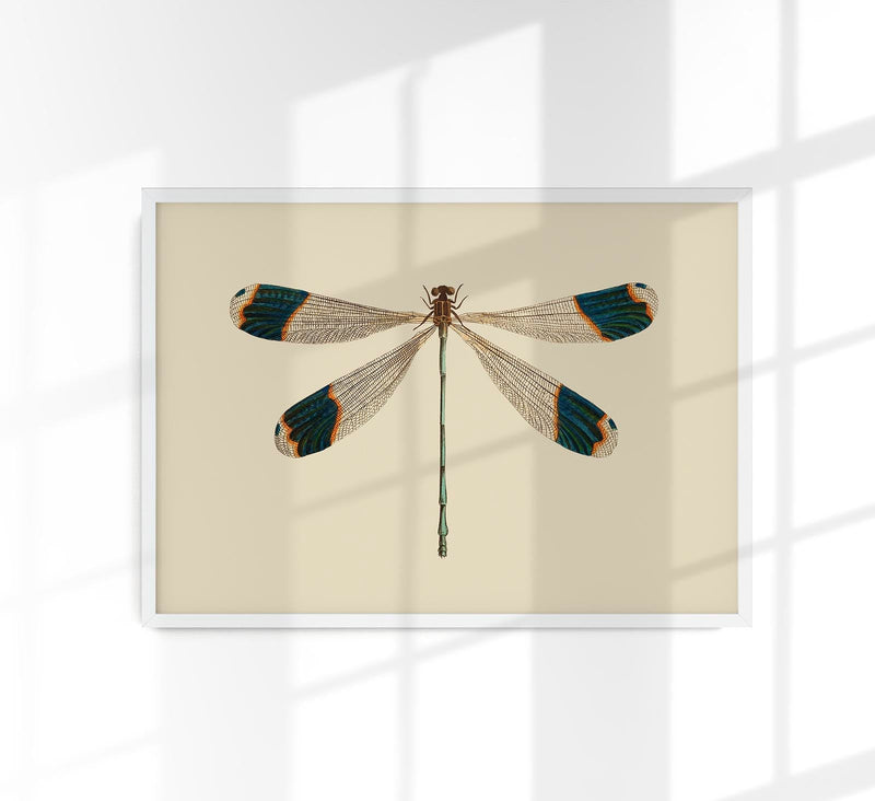 Dragonfly – Poster | Fine Art Print | Zarte Insektenillustration — Patroa Studio