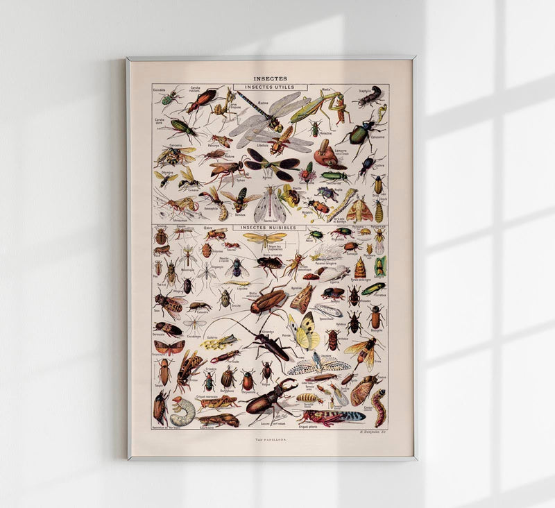 Insects Chart Larousse Poster – wissenschaftliche Insekten-Illustration — Patroa Studio