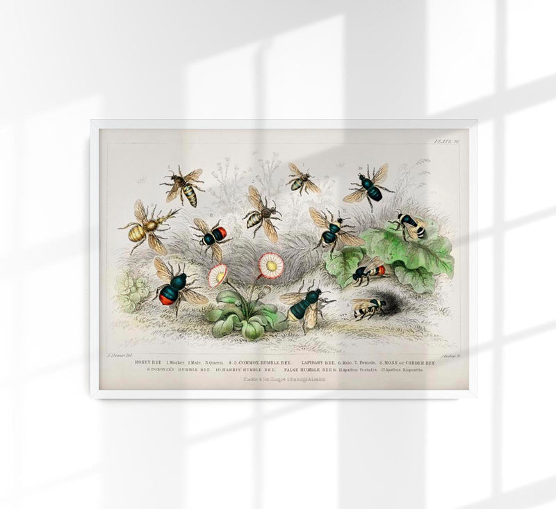 Honey Bee Poster - UV-resistant art print, handmade lithograph — Patroa Studio