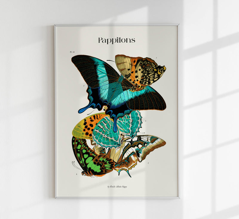 Papillons Plate 13 Art Print - UV-resistant Butterfly Print on Fine Art Paper — Patroa Studio