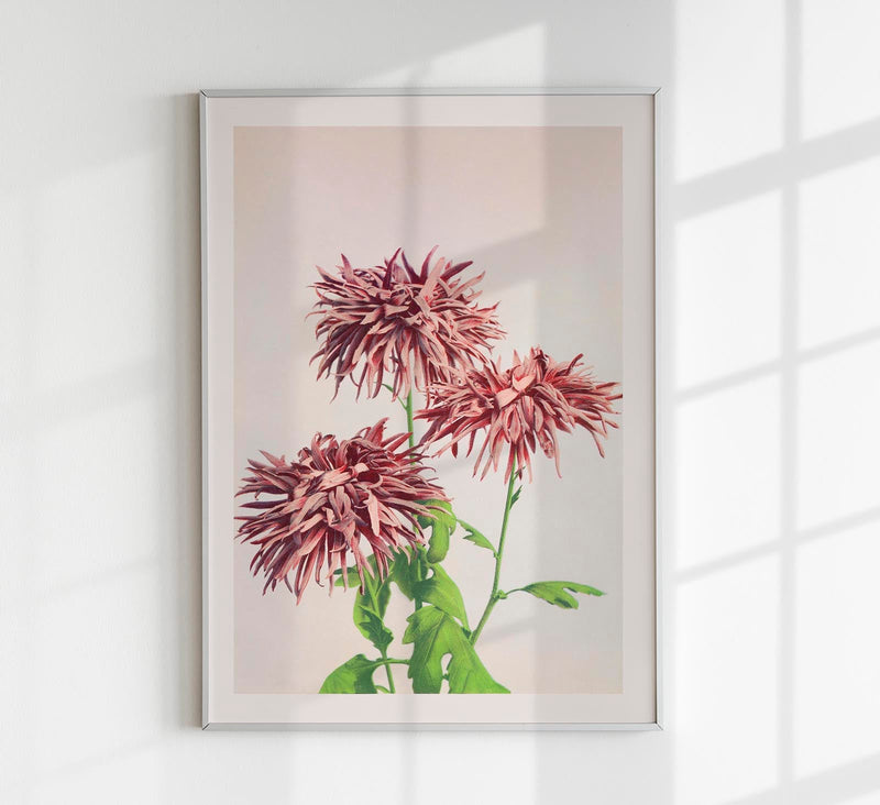 Three Pink Chrysanthemum – Fine Art Print | Japanische Blütenkunst | Premium Qualität — Patroa Studio