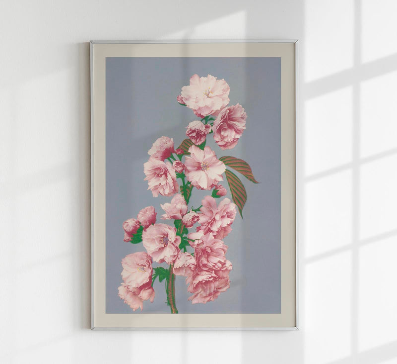 Cherry Blossom by Ogawa Kazumasa – Photogravure Fine Art Print — Patroa Studio