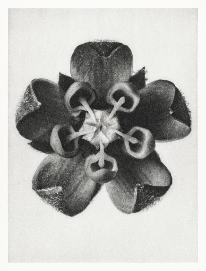 Karl Blossfeldt Plant Photogravure Nr 11 – Kunstdruck Schwarzweiß — Patroa Studio