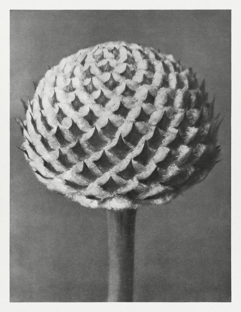 Karl Blossfeldt Plant Photogravure No. 15 – Archival Art Print — Patroa Studio