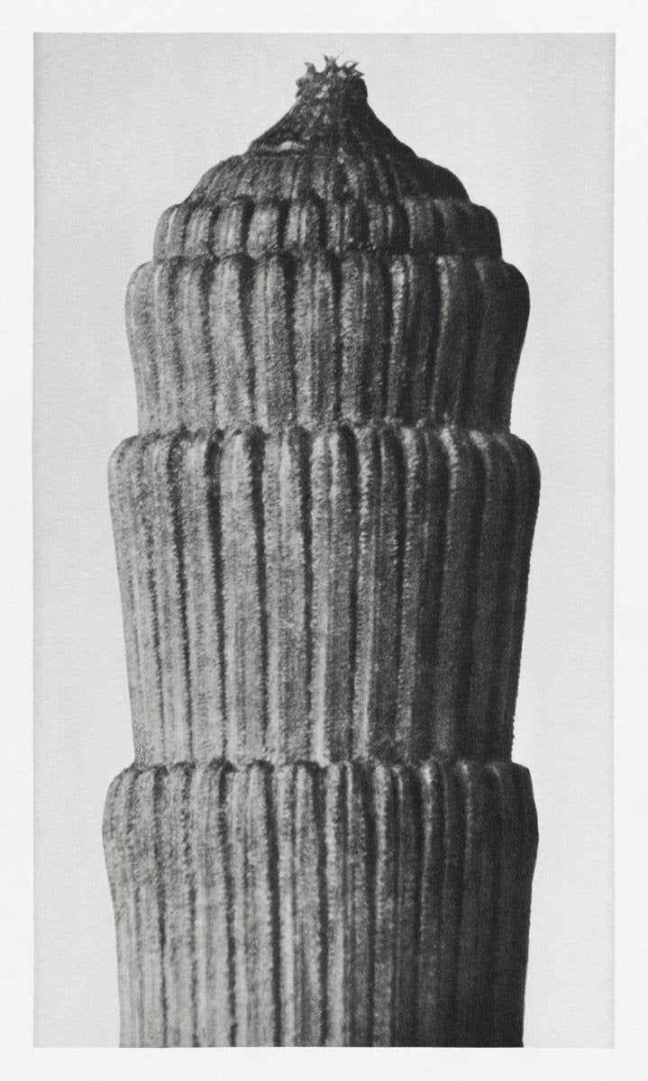 Karl Blossfeldt Plant Photogravure Nr 16 – Kunstdruck Schwarzweiß — Patroa Studio