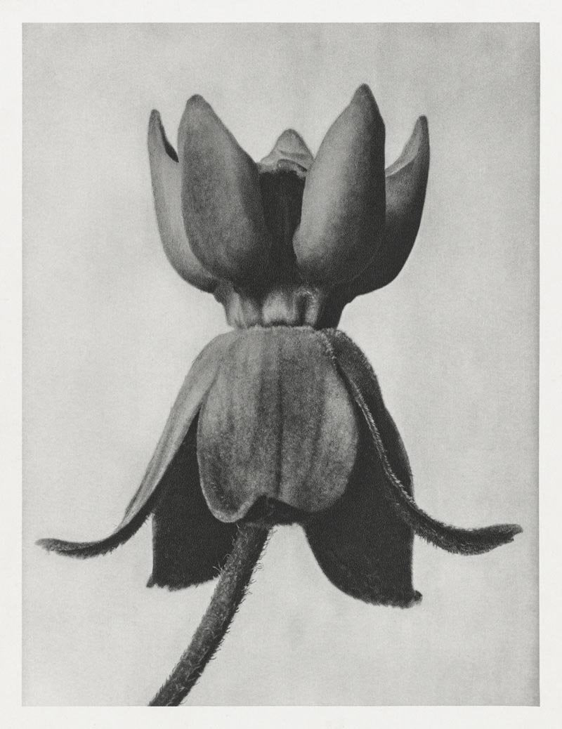 Karl Blossfeldt Plant Photogravure No 17 — Patroa Studio
