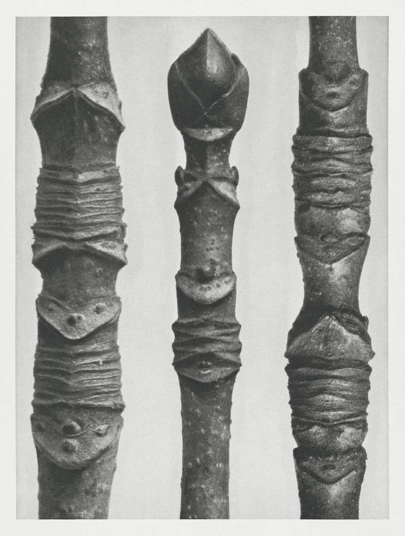 Karl Blossfeldt Plant Photogravure No 55 – Art Print Leaf Shape — Patroa Studio