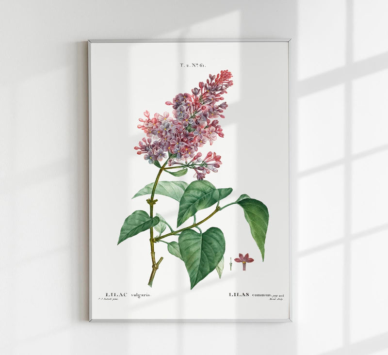 Lilac Vulgaris Flower Botanical Poster – Botanical Premium Print Delicate Elegant — Patroa Studio