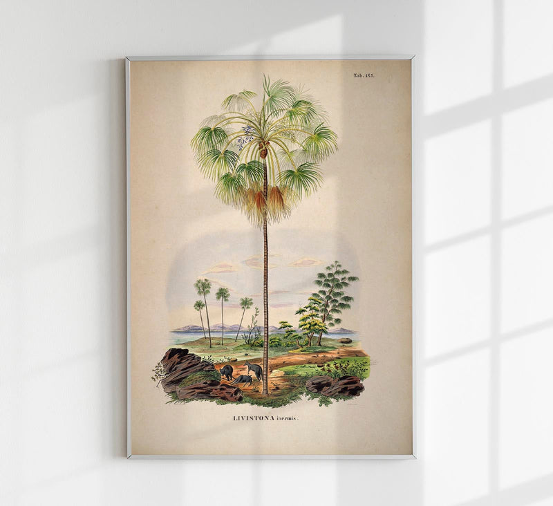 Livistona Inermis Tree Vintage Poster – Botanisch Kunstdruck Palmenart — Patroa Studio