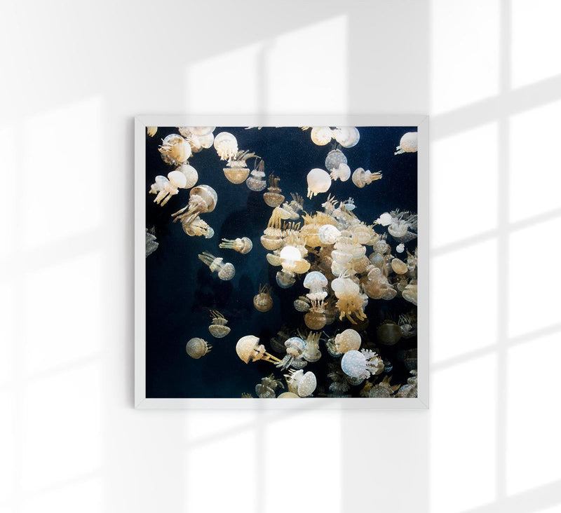 Jellyfishes, The Monterey Bay Aquarium – Fotografie-Poster von Carol M. Highsmith — Patroa Studio