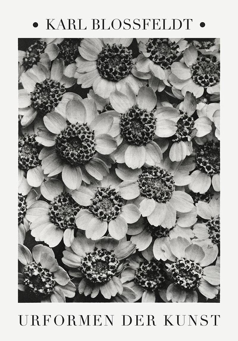 Karl Blossfeldt Plant Photogravure Nr 2 – Kunstdruck Achillea — Patroa Studio