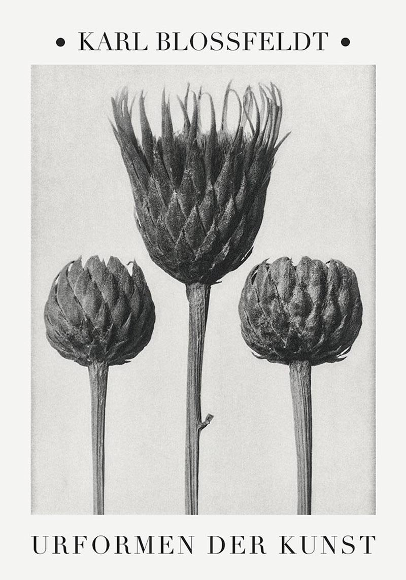 Karl Blossfeldt Plant Photogravure No. 4 – Serratula nudicaulis Fine Art Print — Patroa Studio