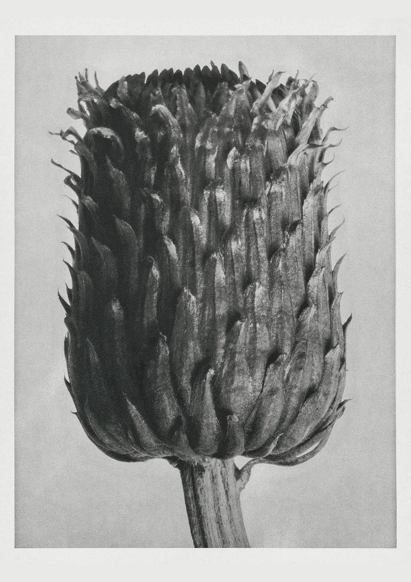 Karl Blossfeldt Plant Photogravure No. 24 – Art Print Berlin — Patroa Studio