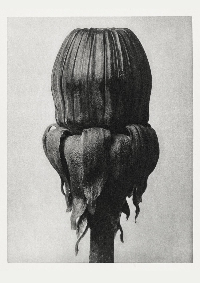 Karl Blossfeldt Plant Photogravure Nr 26 Poster – Handgedruckt Berlin — Patroa Studio