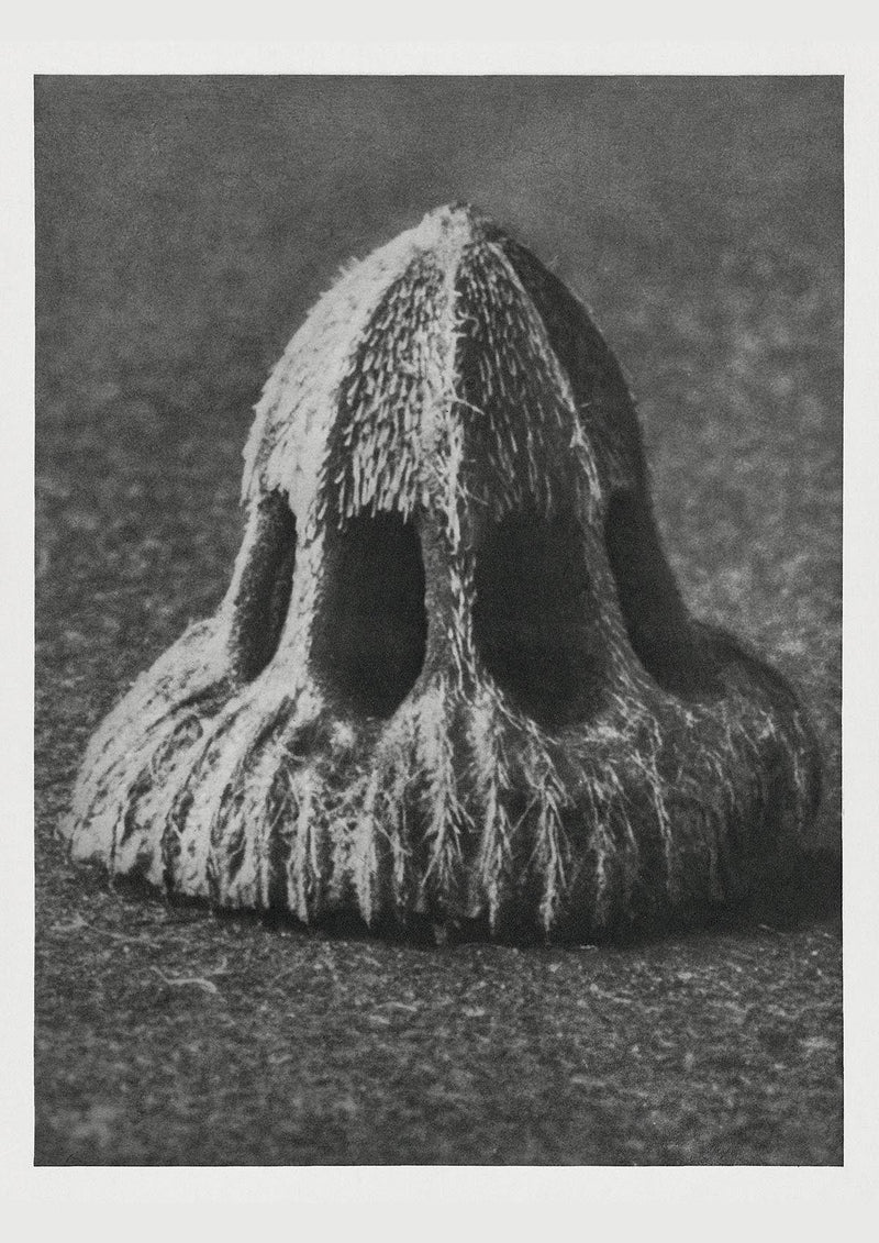Karl Blossfeldt Plant Photogravure Nr 30 – Kunstdruck Blattstruktur — Patroa Studio