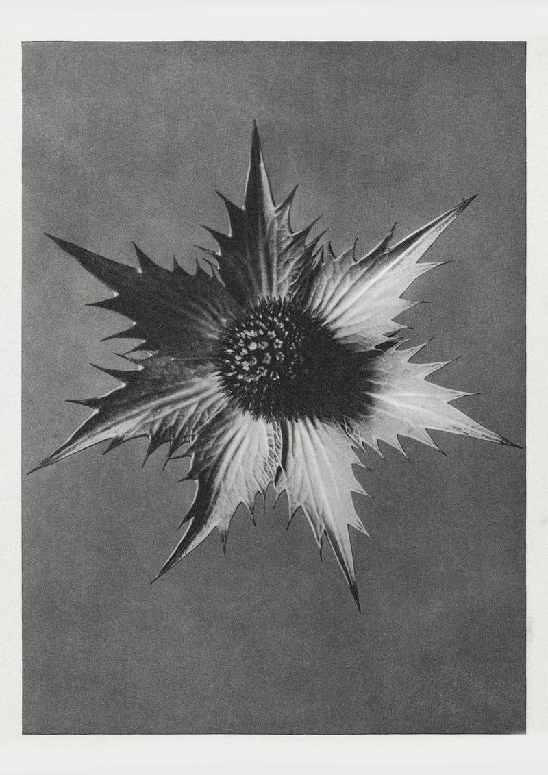 Karl Blossfeldt Plant Photogravure Nr 41 — Kunstdruck Berlin — Patroa Studio