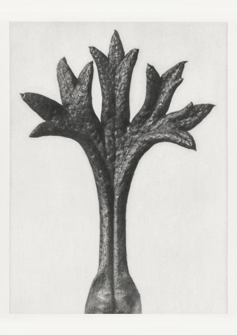 Karl Blossfeldt Plant Photogravure Nr 46 – Kunstdruck Schwarz-Weiß — Patroa Studio