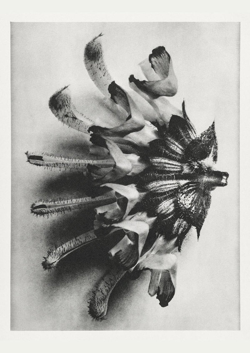 Karl Blossfeldt Plant Photogravure No. 49 – Art Print Black and White — Patroa Studio