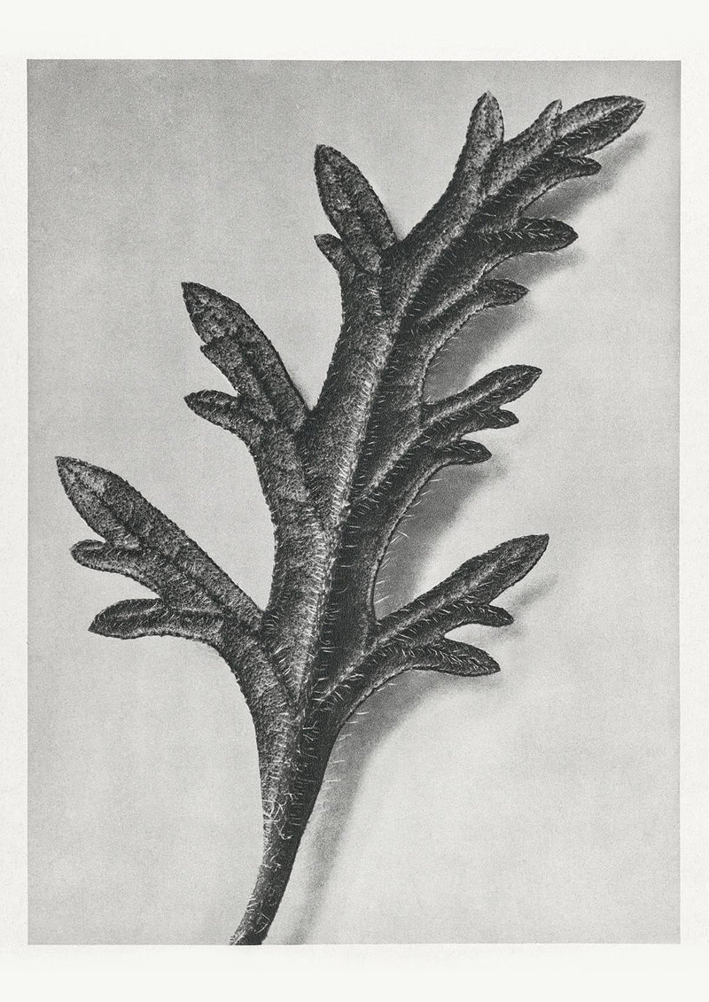 Karl Blossfeldt Plant Photogravure Nr 50 – Kunstdruck Schwarz-Weiß — Patroa Studio
