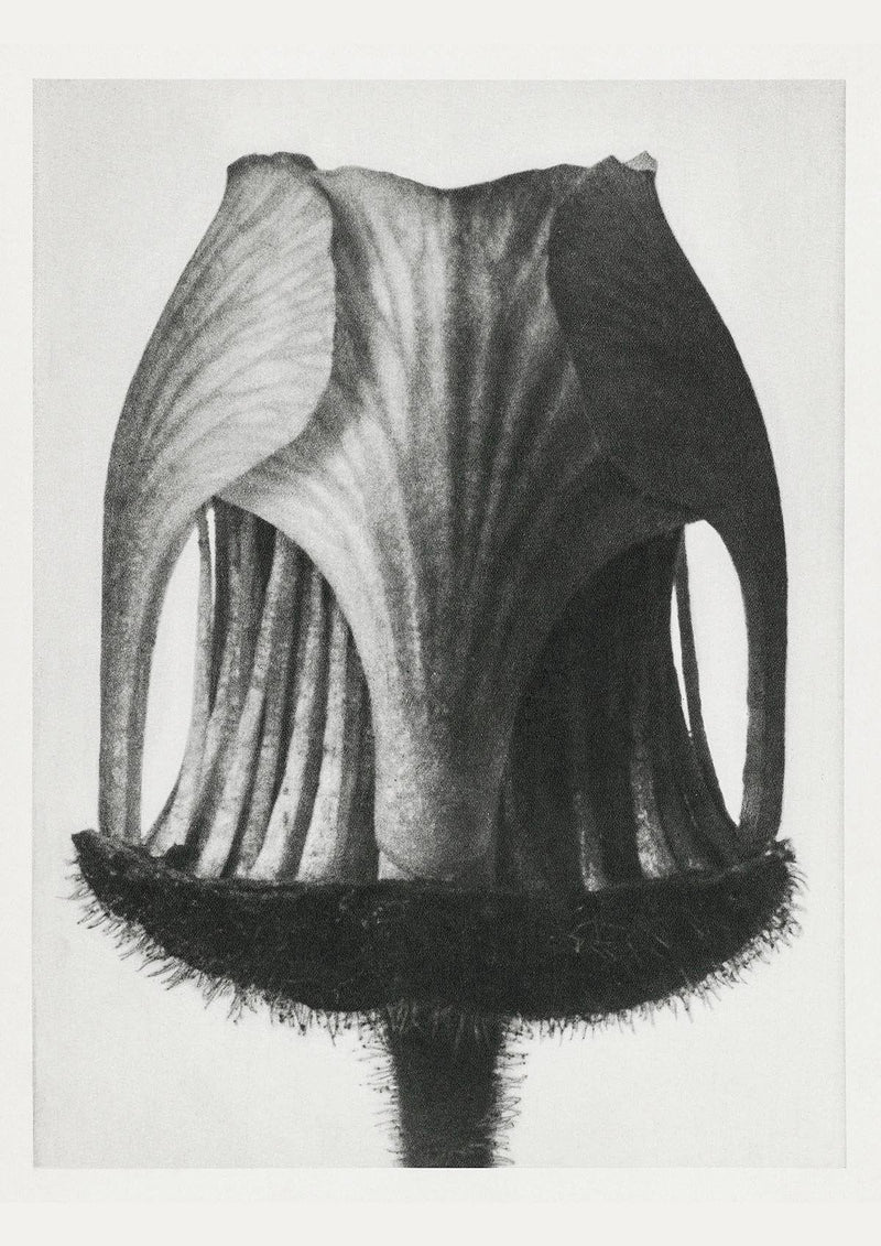 Karl Blossfeldt Plant Photogravure No. 52 – Art Print Berlin — Patroa Studio