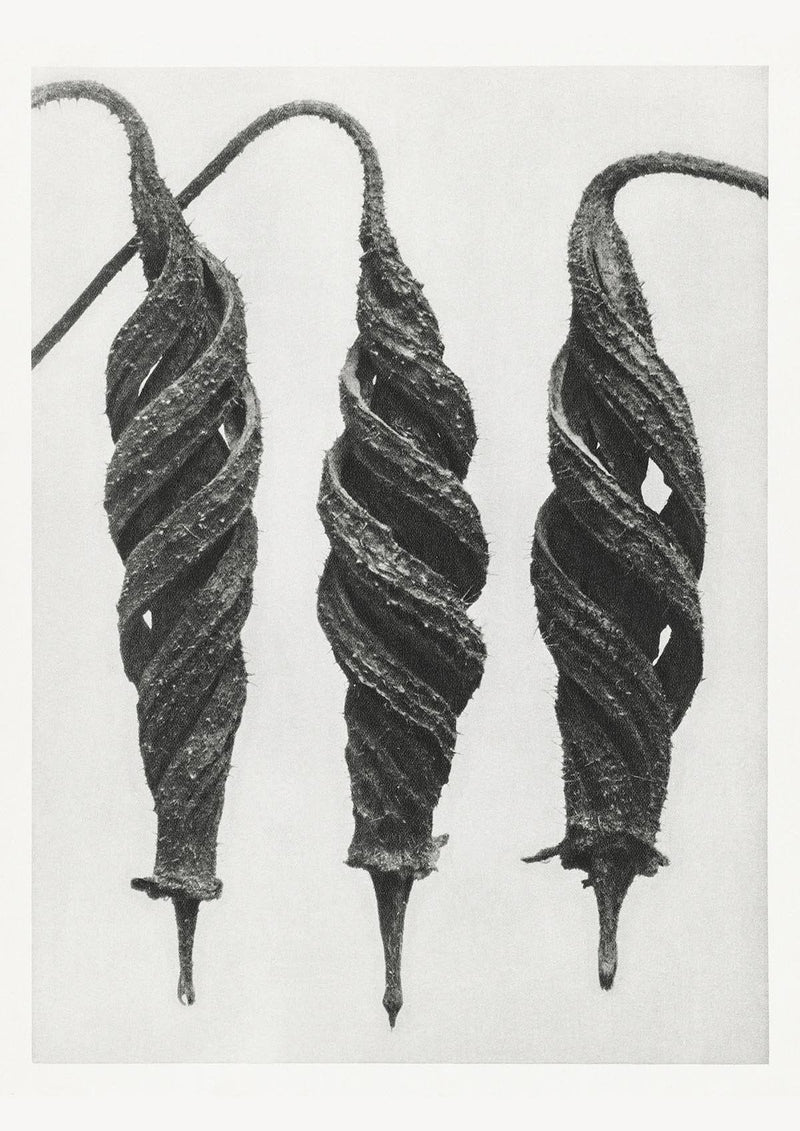 Karl Blossfeldt Plant Photogravure No. 58 – Art Print Berlin — Patroa Studio