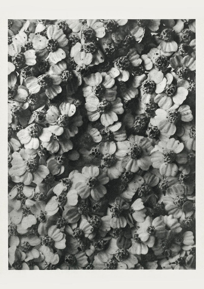 Karl Blossfeldt Plant Photogravure Nr. 68 – Kunstdruck — Patroa Studio