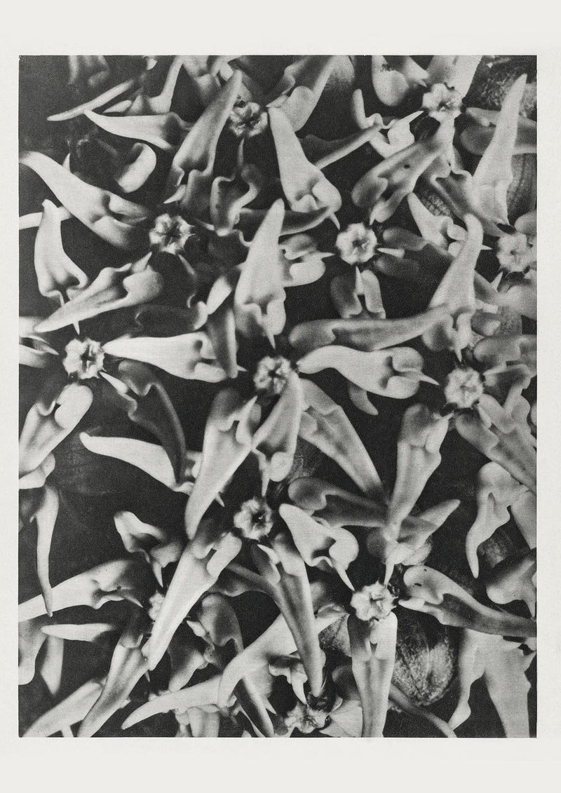 Karl Blossfeldt Plant Photogravure No. 71 – Art Print Leaf Macro — Patroa Studio