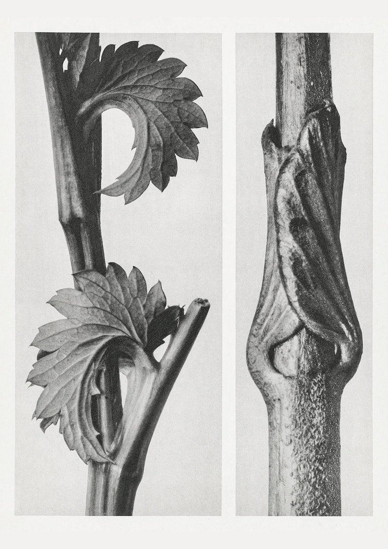 Karl Blossfeldt Plant Photogravure No 78 – Botanical Art Print — Patroa Studio
