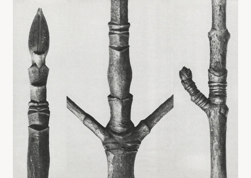 Karl Blossfeldt Plant Photogravure No. 81 – Fine Art Print Photogravure — Patroa Studio