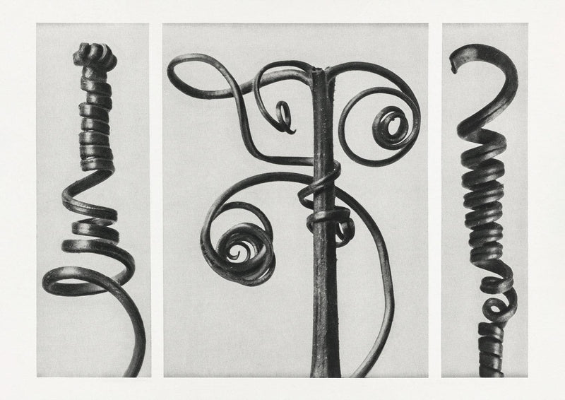 Karl Blossfeldt Plant Photogravure Nr 84 – Kunstdruck — Patroa Studio