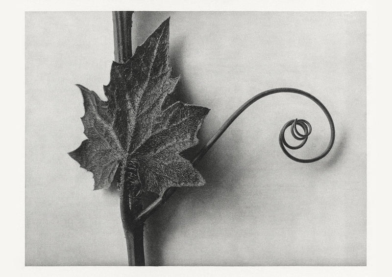 Karl Blossfeldt Plant Photogravure Nr 110 – Kunstdruck Schwarzweiß — Patroa Studio