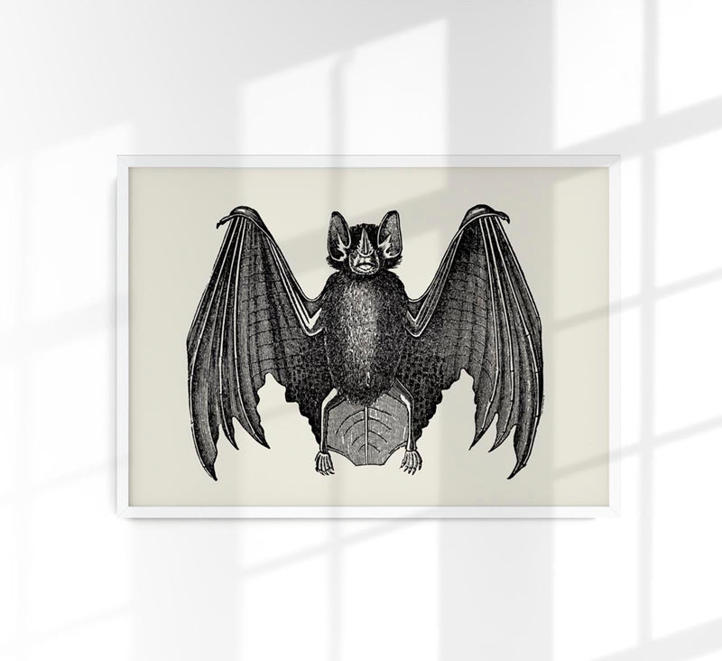 Antique Bat Poster – Vintage Illustration Fine Art Print or Canvas — Patroa Studio