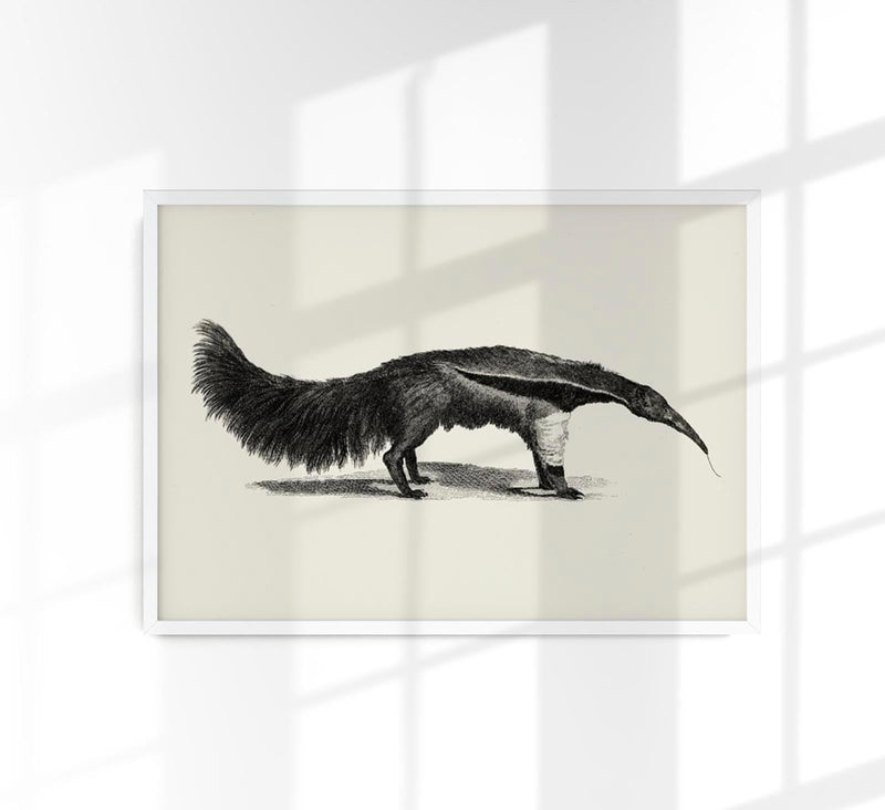 Antique Giant Anteater – Vintage Illustration Fine Art Print or Canvas — Patroa Studio