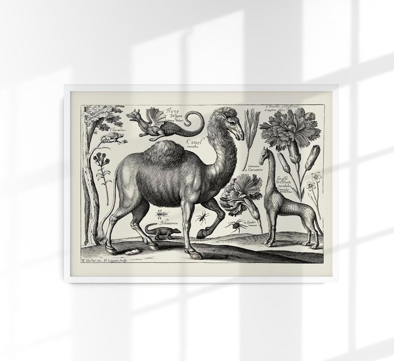 Camel Kupferstich Poster – Kunstdruck auf Archivpapier — Patroa Studio